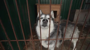 Hayvan barınağında bir kafeste oyun oynayan ve üzgün bir evsiz köpek. Alaska Malamute köpeği köpek barınağında. İri köpek.