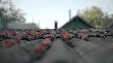 Bir evin ya da ahırın çatısında bir sürü çürük elma yatar. Düşen elmalar çürür ve çürür..