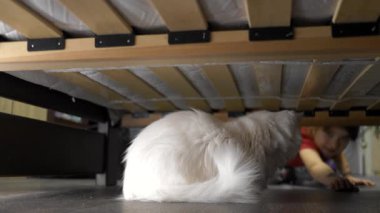 Kedi yatağın altında çocuktan saklanıyor. Anaokulundan bir kız kediyi yatağın altından çıkarıp onunla oynamaya çalışıyor. Küçük bir kız bir kedi yavrusuyla oynuyor.