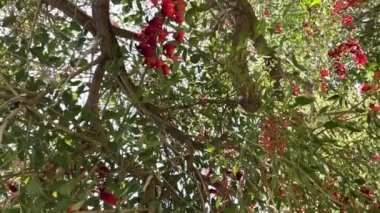 Rüzgarda sallanan mercan ağacının (Erythrina crista-galli) yaprakları ve kırmızı çiçeklerinin videosu