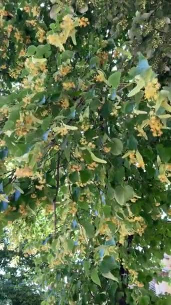 Video Leaves Whitish Flowers Linden Tree Swaying Wind — Stock Video