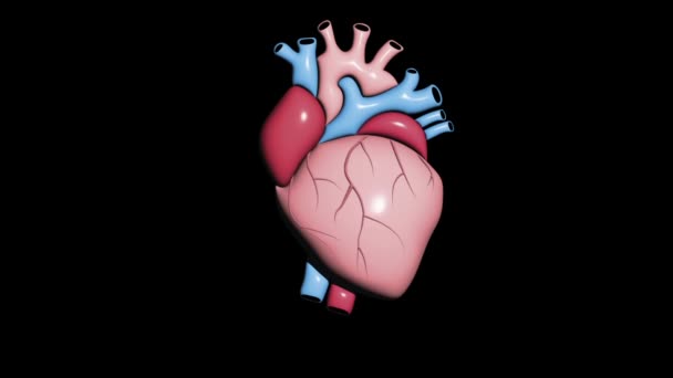 Animación Corazón Humano Latiente — Vídeos de Stock