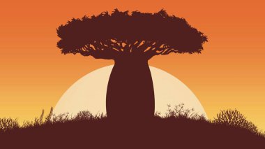 Afrika 'da bir baobab ağacının silüetiyle gün batımı