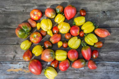 Tahta bir masaya dizilmiş farklı domates çeşitleri. Üst görünüm