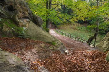 Kırsal Orman Yolu. Sonbahar Ormanı Yolu