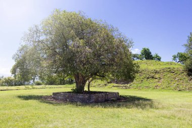 Yeşil dağda kayalarla çevrili büyük ve güzel bir ağaç.