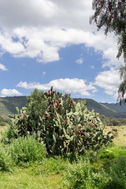 Arkaplanda dağ olan yeşil bir tarlada pembe dikenli armutları olan bir nopalera, hayır dostum.