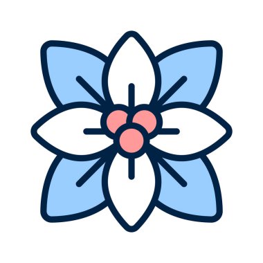 Poinsettia, bahçenizin kış manzarasına şenlikli renkler ekliyor.