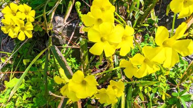 Bahçedeki sarı çiçekler