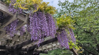 Güneşli bir günde salkım çiçekleri