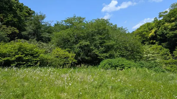 Dağların ortasındaki ağaçlar