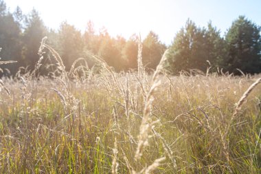 Çam ağacının arka planında çimen çıkıntıları. Sonbahar manzarası. ekran koruyucu veya duvar kağıdı
