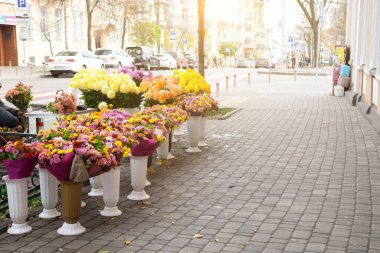Şehir sokaklarında çok renkli kasımpatılar. Çiçek satışı.