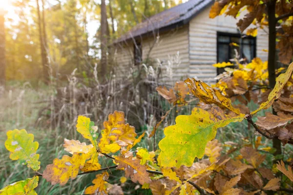 a wooden house in the middle of an autumn forest. yellow oak leaves in the foreground.