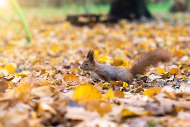 squirrel runs in the park against the background of yellow leaves