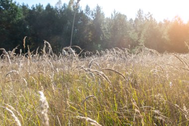 field with ears of yellow autumn grass on the background of the forest