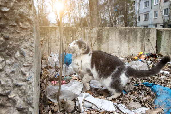 a cat in the yard among the garbage jumps on the fence