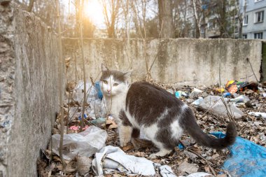Sokak kedisi yüksek binaların yakınındaki avluda. yumuşak odak