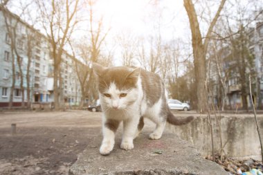 Kedi avluda. yumuşak odak