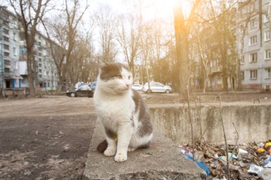 Kedi bahçede, çöpün yanında oturuyor.