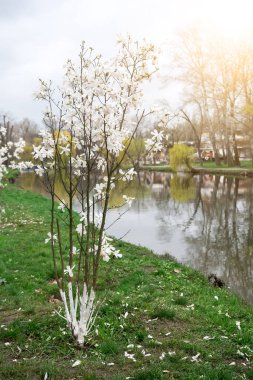 Parkta baharda açan manolya çiçekleri