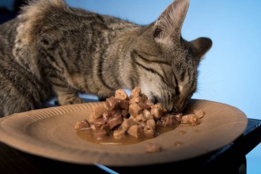 Gri bir kedi, mavi arka plandaki kağıt tabaktan ıslak yiyecekler yiyor. yatay resim