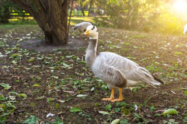 Doğada ördek ya da yaban ördeği.