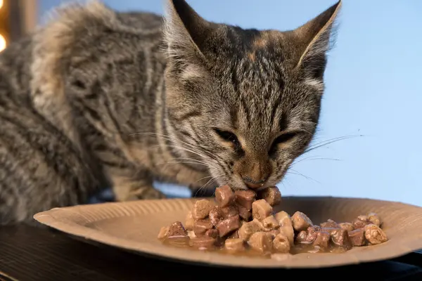 a cat eats wet pet food from a bowl. muzzle close-up