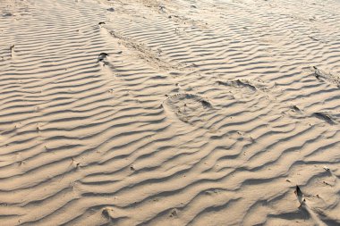 Kumsalın veya çölün yüzeyini andıran doğal dalga desenleri olan kum dokusuna yakın çekim. Pürüzsüz çizgiler ve nazik kıvrımlar doğanın dizaynının rahatlatıcı, minimalist bir görüntüsünü oluşturur.