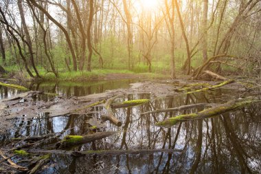 Suyun üzerinde yosun kaplı ağaçlar olan puslu bataklık manzarası. Yeşil otlar ve sıcak güneş ışığı sakin ve gizemli bir atmosfer yaratır. Doğa, sükunet ve sulak arazi temaları için ideal