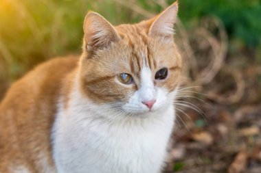 Kızıl ve beyaz bir kedi yaralı, gözleri kan çanağı gibi, bir gözü ağır yaralı. Kedi sağlığı sorunlarının ve hayvanların acı çekmesinin yürek burkan bir tasviri. Veterinerlik ya da hayvan kurtarma temaları için mükemmel.