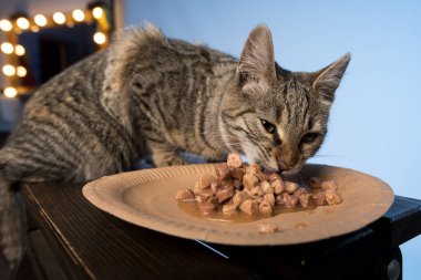 Tekir kedi bir kasede evcil hayvan maması yiyor. Hayvan beslenmesi, hayvan sağlığı ve kedi bakımı tavsiyeleriyle ilgili içerik için ideal