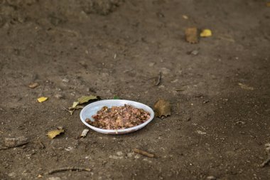 Evcil hayvan mamasıyla kaplı tabaklar başıboş hayvanları beslemeyi sembolize ediyor. Kuru yapraklarla çevrili, sonbahar atmosferini ön plana çıkarıyor. Bakım ve hayvan refahı temaları için ideal.