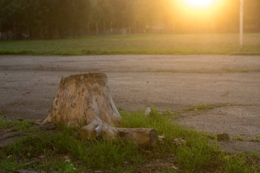 Arka planda asfaltlı bir alanı olan, altın güneş ışığıyla yıkanmış çimenli bir arazide yıpranmış bir ağaç kütüğü. Görüntü, doğa ve insan yapımı yapılar arasındaki barışçıl zıtlığı yakalıyor.