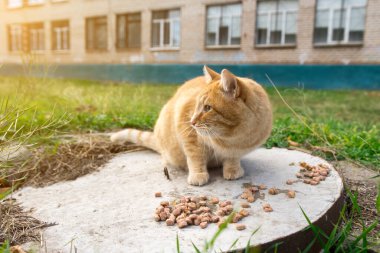 Orange tabby cat on circular concrete outdoors, looking right, pieces of cat food scattered, grassy area and building in the background. Captures stray cat in natural setting clipart