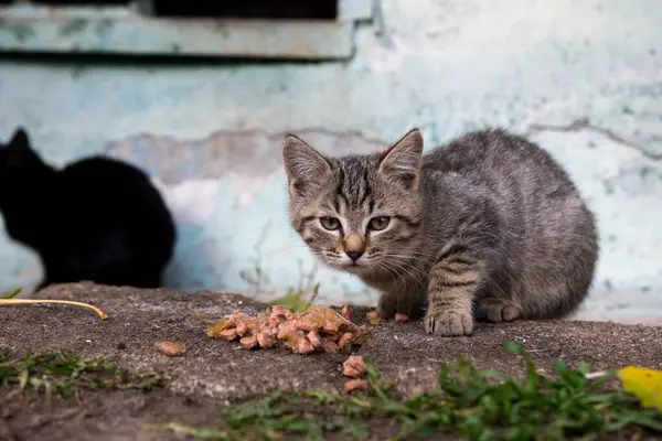 Siyah bir kedi yavrusu ve tekir bir kedi yavrusu kaba, kentsel bir yüzeyde bir yemeği paylaşırlar. Dökülen boyalar ve dökülen yapraklar sokak yaşamının iç açıcı ve iç açıcı özelliklerine katkı sağlıyor..