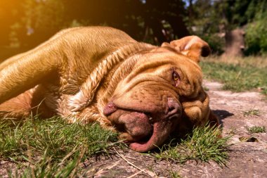 Yüzü buruşuk kahverengi bir köpek çimlerin ve toprağın üzerinde güneş ışığında dinleniyor. Sergi sükuneti, evcil hayvan fotoğrafçılığı ve açık hava ayarları için ideal