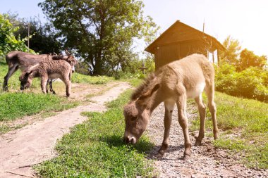 Açık havada, açık kahverengi paltolu ve belirgin koyu çizgili yeşil çimenlerde otlayan genç bir eşeğin sakin görüntüsü. Yeşillik, sahnenin doğal güzelliğini ve sükunetini arttırır..