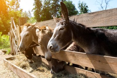 Güneşli bir günde ahşap bir ağılda, bir saman yiyen üç eşek. Arka planda yemyeşil bir alan var, sakin bir çiftlik sahnesi yaratıyor..