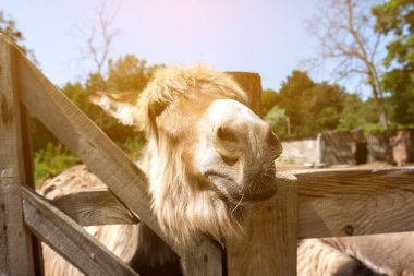 Close-up of a donkey's face with a wooden fence and farm background. Perfect for themes of nature, farm animals, and countryside living. clipart