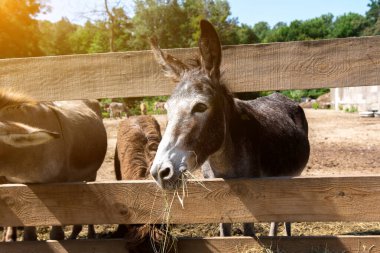 Donkey peering through a wooden fence on a farm, ideal for showcasing the beauty of rural life and animal interactions. clipart