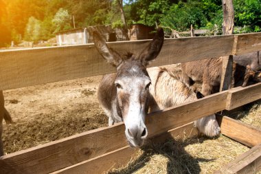 Kırsal alanda çitlerin arasından bakan meraklı bir eşek. Ziraat, çiftlik hayvanları ve açık havada yaşam için harika bir fırsat.