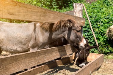 Friendly donkey sticking its head through a rustic wooden gate, capturing the essence of countryside charm and animal curiosity. clipart