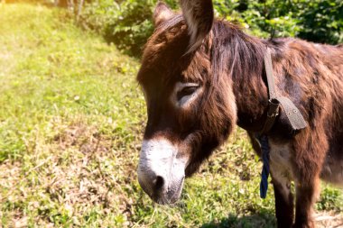 Yavru bir eşeğin yemyeşil bir çiftlikte otlamasının yakın plan çekimi. Parlak güneş ışığı altında, tahta bir çit ve arka planda görünen diğer eşeklerle birlikte..
