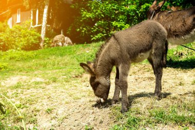 Genç bir eşek, arka planda ahşap çit ve diğer eşeklerle güneşli kırsal bir çevrede ot yer. Doğa ve hayvan bakım temaları için mükemmel.