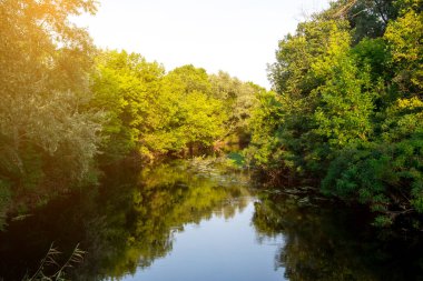 Bereketli yeşil bir ormanın içinden akan sakin bir nehir canlı yeşillikleri ve açık gökyüzünü yansıtıyor. Doğa, sükunet ve açık hava temaları için mükemmel.