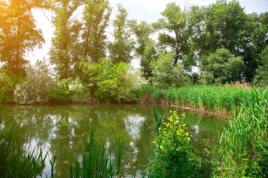 Yeşil yaprakları ve uzun ağaçları olan huzurlu bir gölet. Doğa, rahatlama ve açık hava kavramları için ideal. Sakin bir doğal çevrenin özünü yakalar.