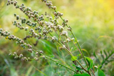 Küçük yeşil tomurcuklu bir bitkinin makro çekimi, doğanın hassas dokularını ve canlı renklerini vurguluyor. Özgeçmiş ve doğayla ilgili projeler için ideal