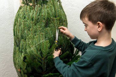 Yeni alınmış bir Noel ağacının ağlarını kesen bir çift el. Tatil hazırlıklarının başlamasını ve aile geleneklerinin neşesini resmetmek için mükemmel.