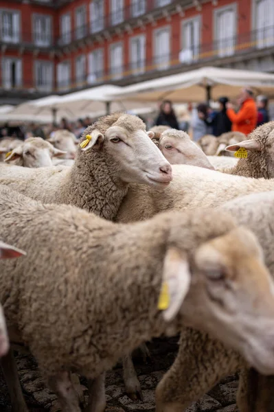 stock image MADRID, SPAIN - October 23, 2022: The traditional Transhumance festival celebrated in the streets of Madrid. Plaza Mayor of Madrid